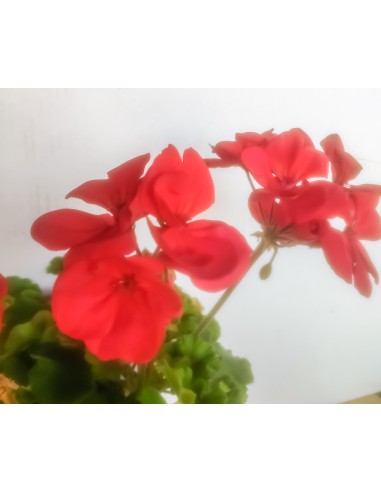 Géranium zonal à partir de 2,70 € chez Germigarden. Choisissez votre couleur