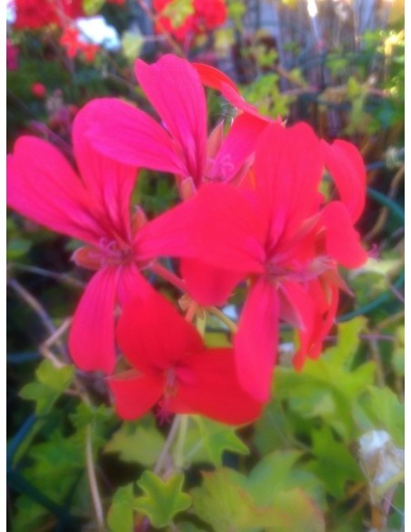 Vermelho