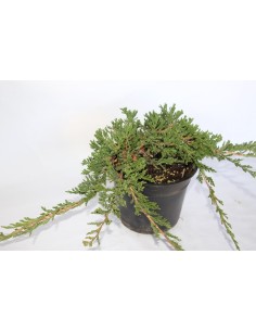 Juniperus Horizontalis Prince of Wales (maceta 18 cm ø)