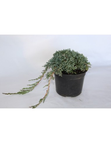 Juniperus Horizontalis Icee Blue (maceta 18 cm ø)