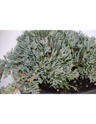 Juniperus Horizontalis Icee Blue (vaso 18 cm ø)