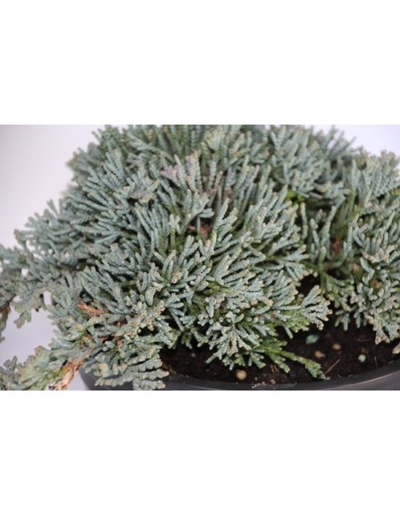 Juniperus Horizontalis Icee Blue (vaso 18 cm ø)