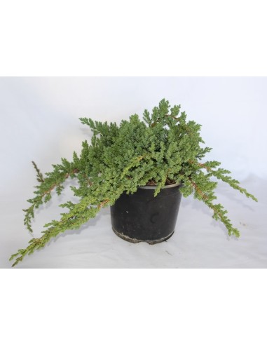 Juniperus Procumbens Nana (vaso 18 cm ø)