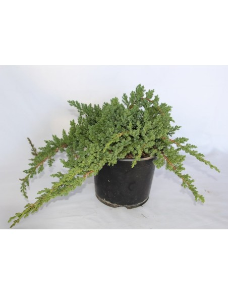 Juniperus Procumbens Nana (maceta 18 cm ø)