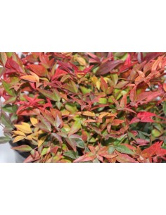 Nandina Domestica Gulf Stream (maceta 18 cm ø) 2