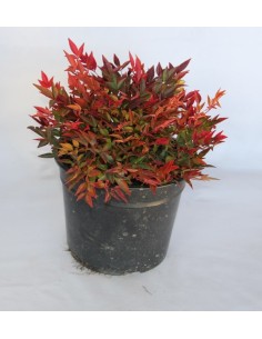 Nandina Domestica Gulf Stream (maceta 18 cm ø)