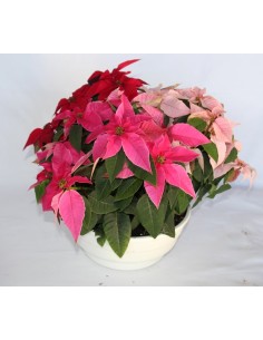 Ponsetia o Flor de Pascua
