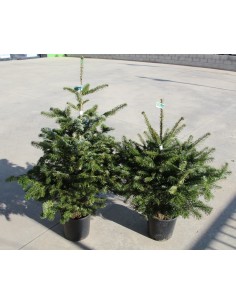 Abies Nordmanniana 