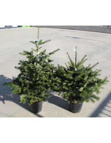 Abies Nordmanniana 