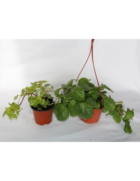 Comprar planta del dinero a granel desde 2,60€ en Germigarden