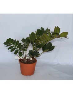 Zamia furfuracea (maceta 21 cm Ø)