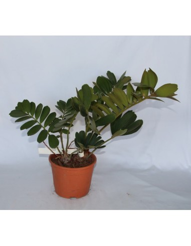 Ficus Robusta