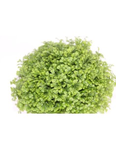 Selaginella Apoda (maceta 8 cm ø) 2