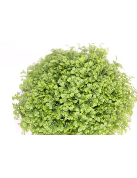Selaginella Apoda (maceta 8 cm ø)