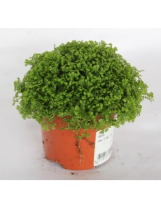 Selaginella Apoda (maceta 8 cm ø)