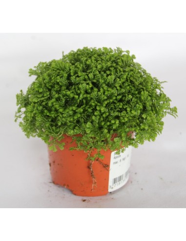 Selaginella Apoda (maceta 8 cm ø)