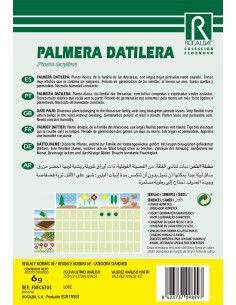 Semilla Palmera datilera (Phoenix Dactylifera) 2
