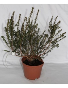 Mirto (maceta 19 cm ø)