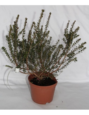 Mirto (maceta 19 cm ø)