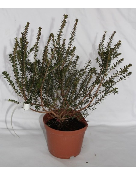 Murta (vaso 19 cm ø)
