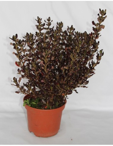 Pittosporum (test 15 cm ø)