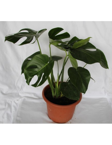 Monstera o costilla de Adan