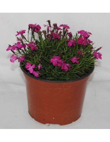 Clavel Kahori (maceta 17 cm ø)