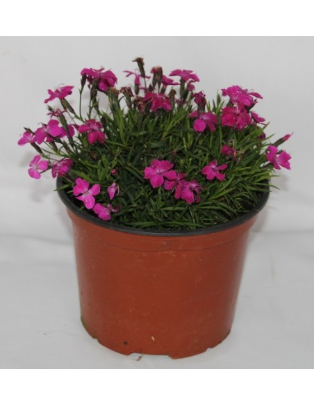 Cravo Kahori (vaso 17 cm ø)