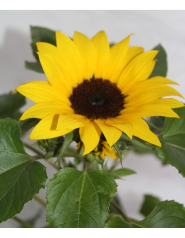 Girasol ornamental (maceta 12 cm Ø)