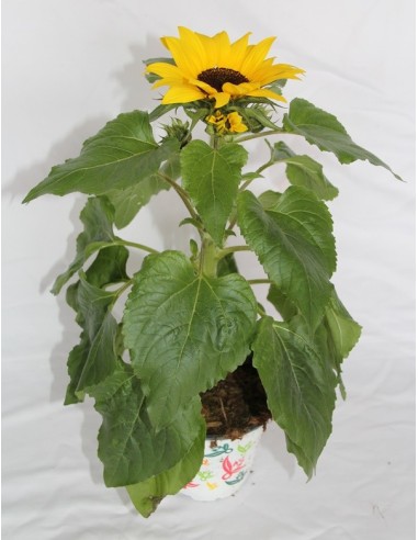 Girasol ornamental (maceta 12 cm Ø)