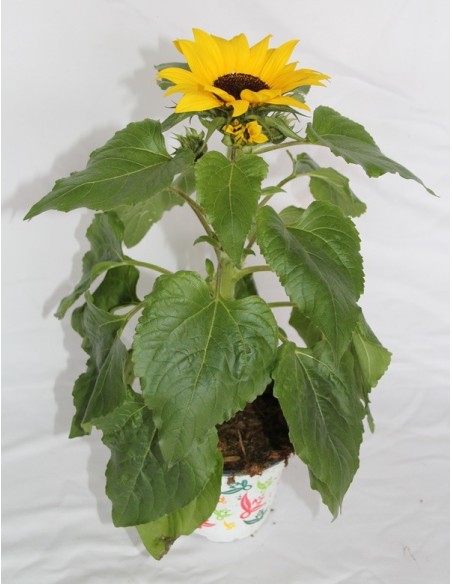 Girasol ornamental (maceta 12 cm Ø)