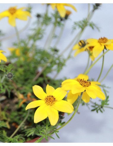 Bidens para colgar por 3.60€ en Germigarden