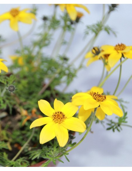 Des Bidens à pendre pour 3,60 € chez Germigarden