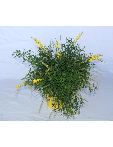 Ginesta (test 17 cm ø)