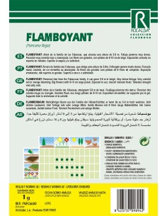 Semilla Flamboyant 2