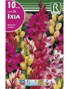 Bulb de ixias (bossa 10 unitats)