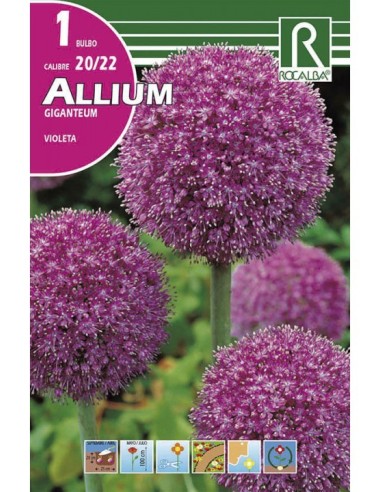 Bulb d allium giganteum