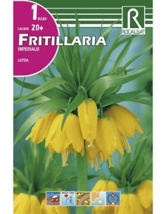 Bulbo de frittillaria imperialis