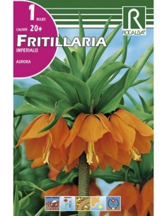 Bulb de frittillaria imperialis 2