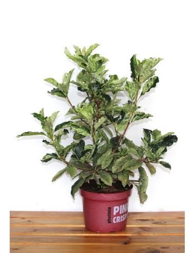 Photinia Pink Crispy (maceta 23 cm Ø)