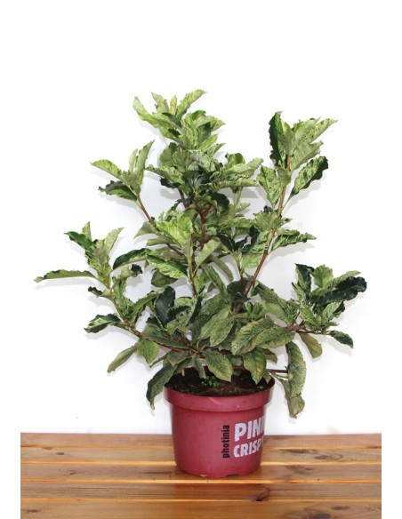 Photinia Pink Crispy (maceta 23 cm Ø)