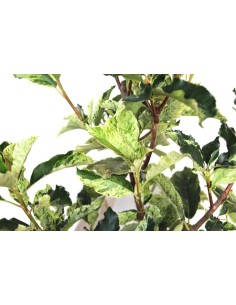 Photinia Pink Crispy (maceta 23 cm Ø) 2
