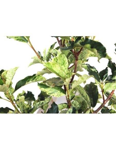 Photinia Pink Crispy (maceta 23 cm Ø)