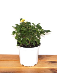 Lantana (maceta 13 cm ø)