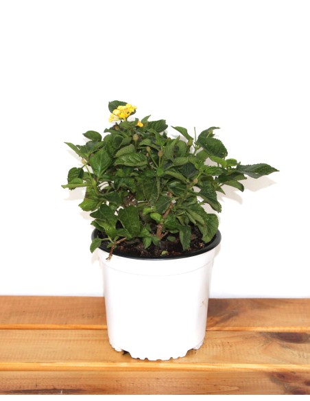 Lantana (test 13 cm ø)