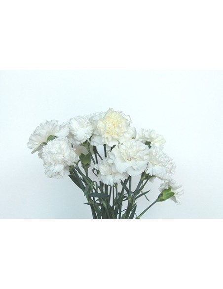 Ram de Clavell Blanc