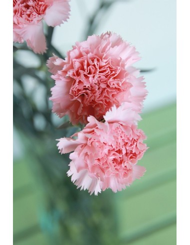 Ram de Clavell Rosa