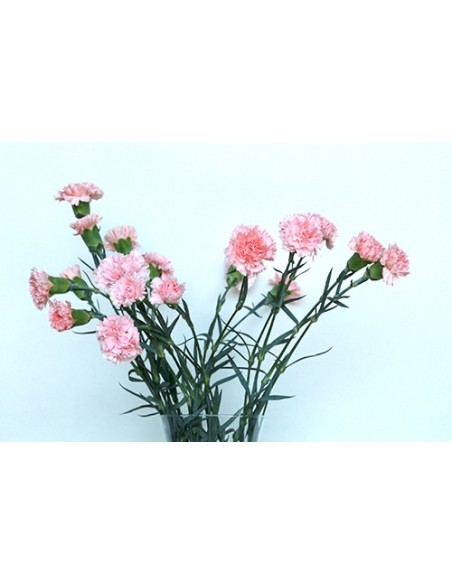 Ram de Clavell Rosa