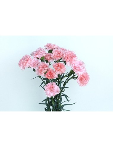 Ram de Clavell Rosa Clar
