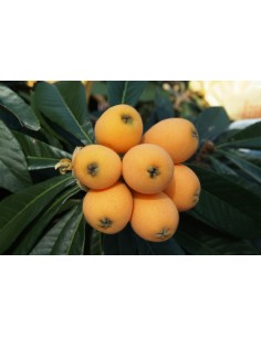 Almendro largueta